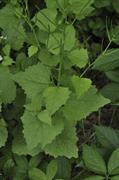 Alliaria petiolata